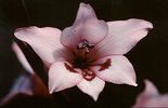 Gladiolus carneus