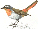 Cape Robin