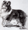 Cora Coetzee's Collie