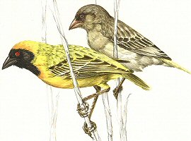 Masked Weaver