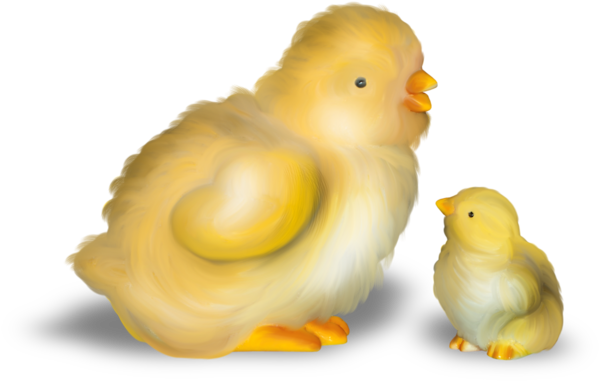 poussins