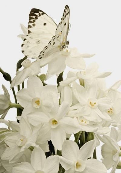 PAPILLON ET FLEURS BLANCHES