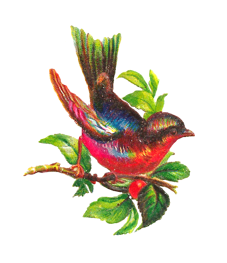 colorful bird clipart