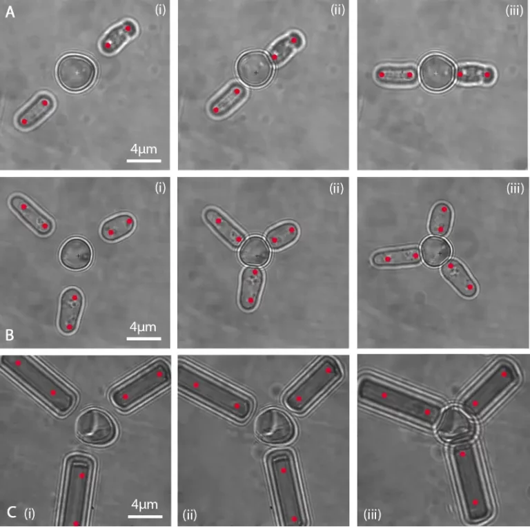 Experimental results on grasping of target micro-objects by using multiple micro-fingers. The proposed method is general in the sense that any rod-shaped micro-objects that are trappable can be used as fingers, and it also allows users to add more micro-fingers or remove redundant ones (A) Two S-pombe yeasts are trapped as the micro-fingers, which are then coordinated to grasp and rotate a target micro-object. (B) Three S-pombe yeasts are tapped to form a three-fingered micro-hand for grasping and manipulation tasks. (C) Three micro-rods are trapped as micro fingers.