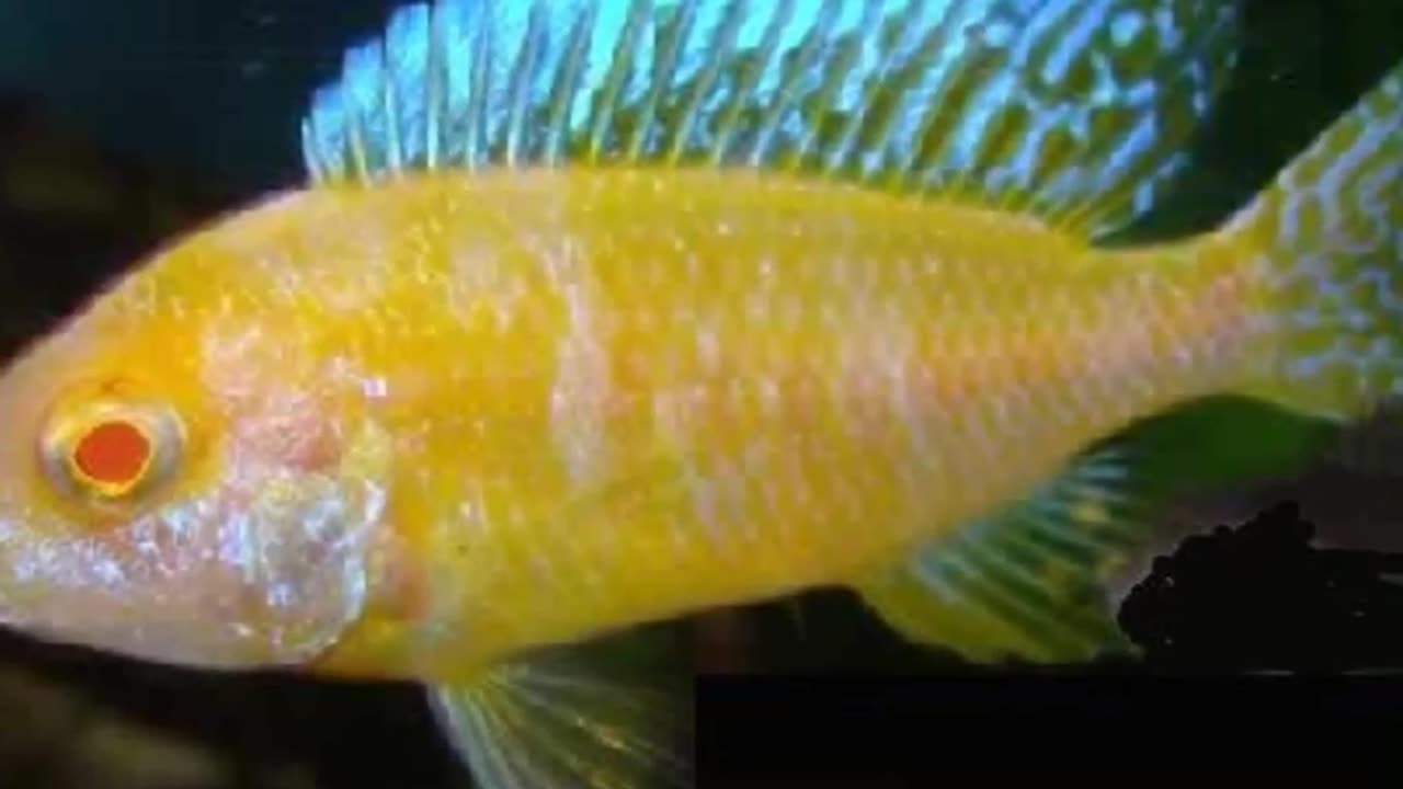 The Bizarre Albino Peacock Cichlid