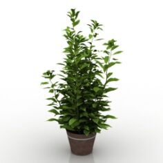 Plant 3D Model