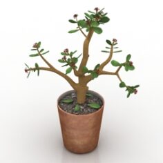 Plant 3D Model