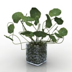 Plant 3D Model