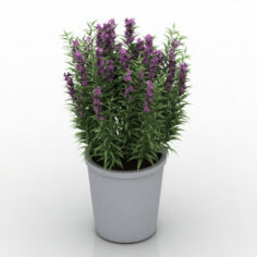 Plant 3D Model