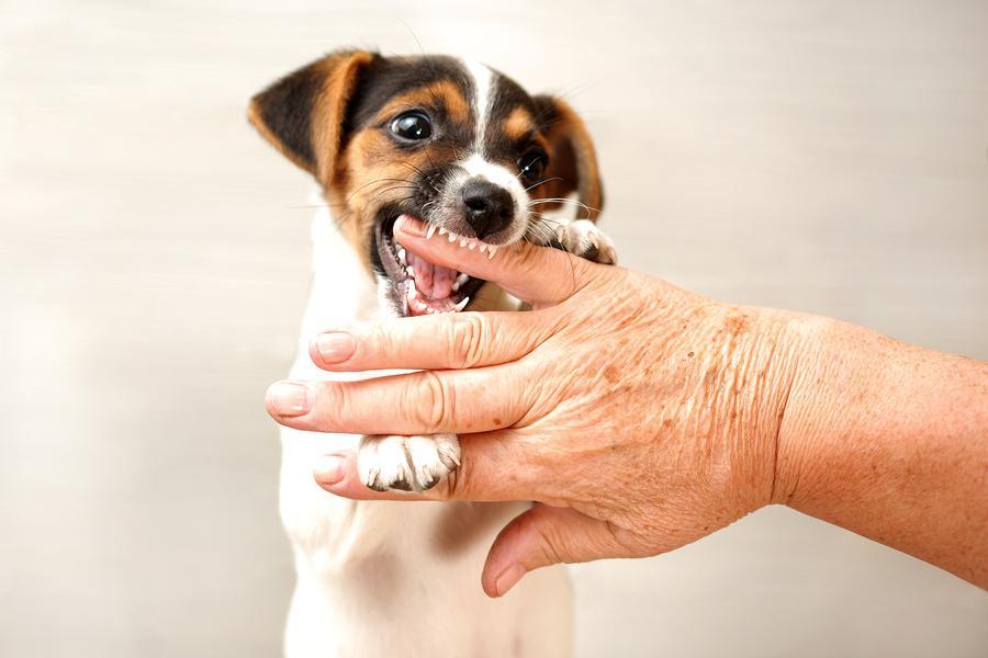 how many teeth do puppies lose