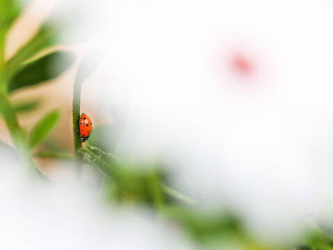 Ladybug Hiding