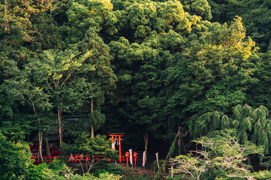 Tranquil Shrine Entrance Amidst Lush Forest in Kyoto