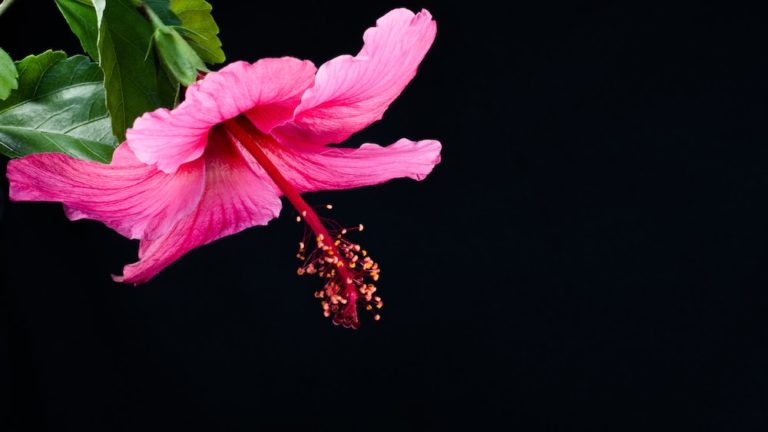 11 Reasons Why Hibiscus Tea Is The Ultimate Health Elixir