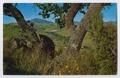 Thumbnail image of item number 1 in: '[Postcard of Davis Mountains State Park]'.