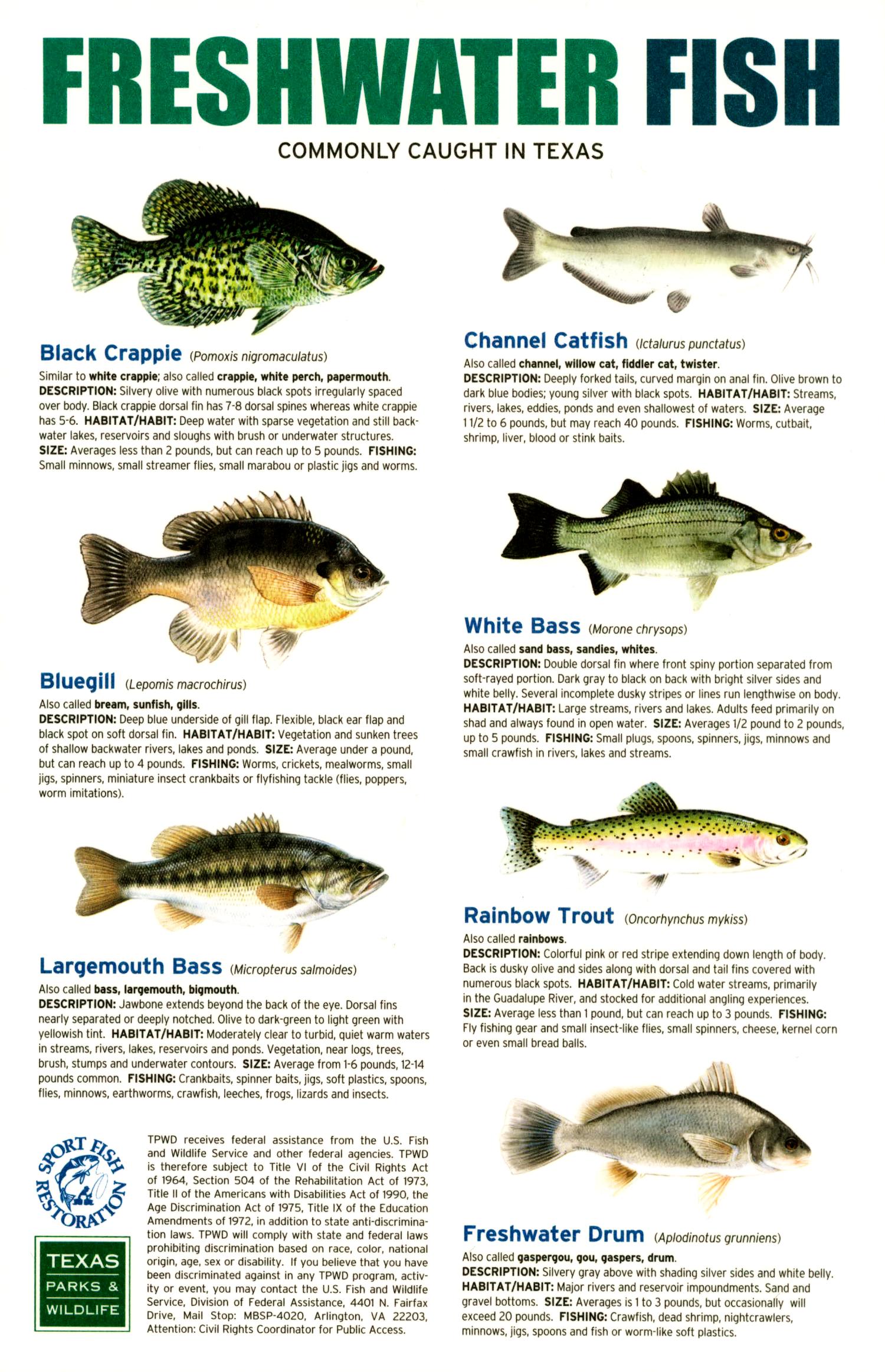 Salt Water Fish Chart