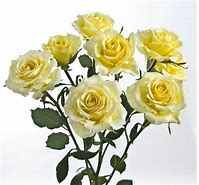 Image result for Yellow Spray Roses