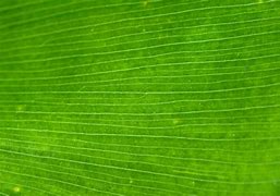 Image result for Palm Tree Leaf Texture Drawing