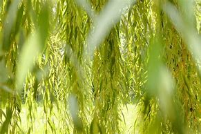 Image result for Willow Tree Branch