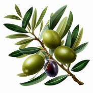 Image result for Olive Branch Vector Art PNG