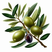 Image result for Olive Branch Transparent Background