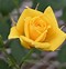 Image result for Yellow Roses iPhone Wallpaper