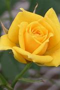 Image result for Small Yellow Rose