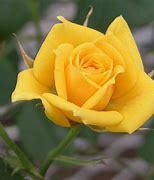 Image result for Small Yellow Rose