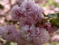 Image result for Black Leaf Tree with Pink Flowers