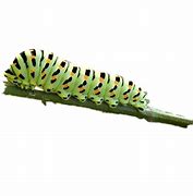 Image result for Caterpillar Leaf Clip Art Transparent Background Black and White