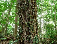 Image result for Poison Ivy Vine Growing Up a Tree