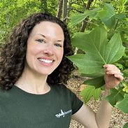 Image result for Elm Tree Leaf