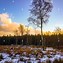 Image result for Fall Birch Trees