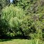 Image result for Weeping Willow Deciduous Tree