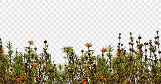 Image result for Annual Ground Cover Plants