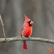 Image result for Bird Perched On a Branch