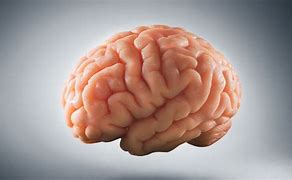 Image result for Neuroscience Human Brain