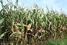 Image result for Corn Field Free CLI Art