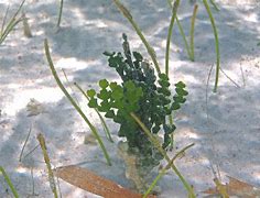 Image result for Red Algae