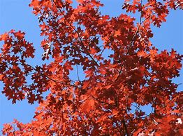 Image result for Red Oak Tree Sapling Identification