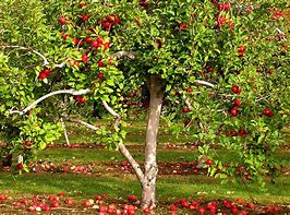 Image result for Apple Tree Coloring Pages for Adults