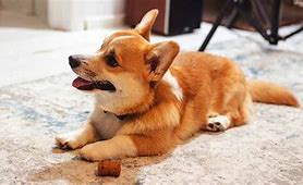 Image result for Long-Leg Corgi