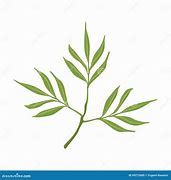 Image result for Willow Tree Branch Illustration