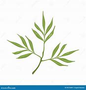 Image result for Willow Tree Branch Illustration