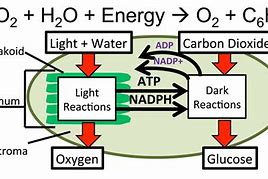 Image result for Diagram for Light Reaction