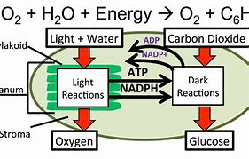 Image result for Chloroplast Equation