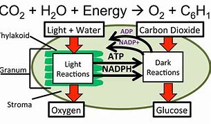 Image result for Light Reaction of Photosynthesis Detailed Diagram