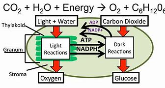 Image result for Photosynthesis Order