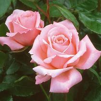 Image result for Tea Rose Color