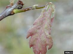 Image result for White Oak Plant