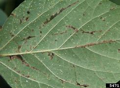 Image result for Soybean Aphid